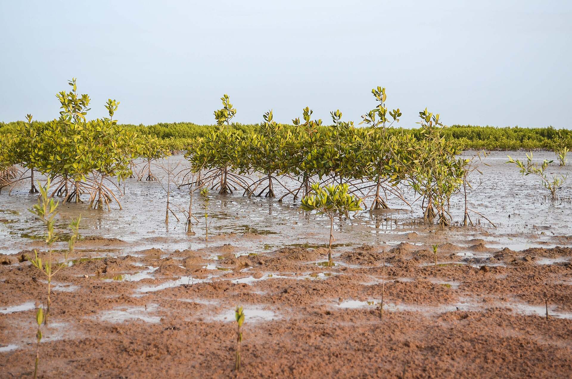 De jeunes palétuviers plantés dans la mangrove de Casamance