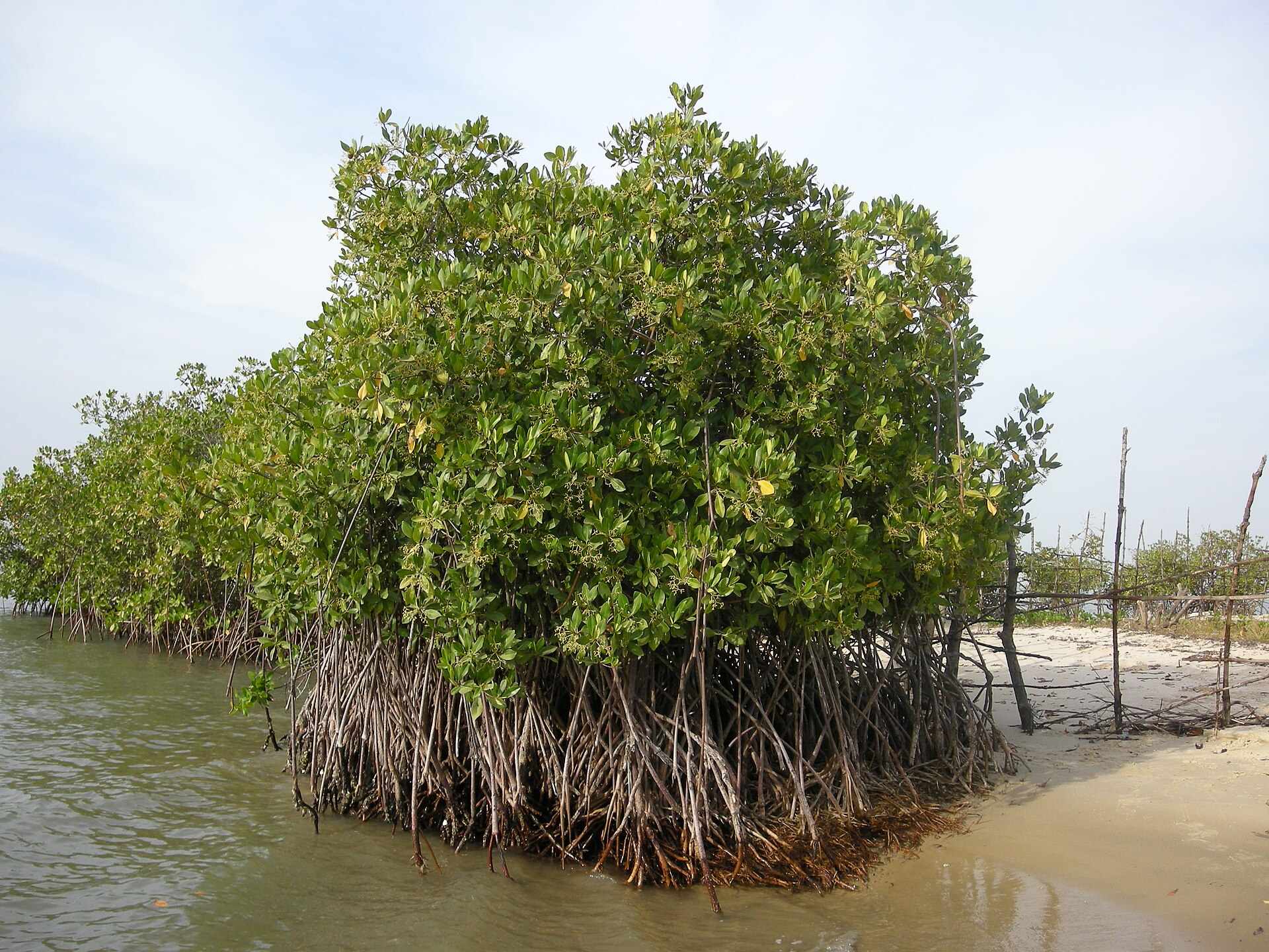 Une mangrove verdoyante au bord du fleuve, en Casamance