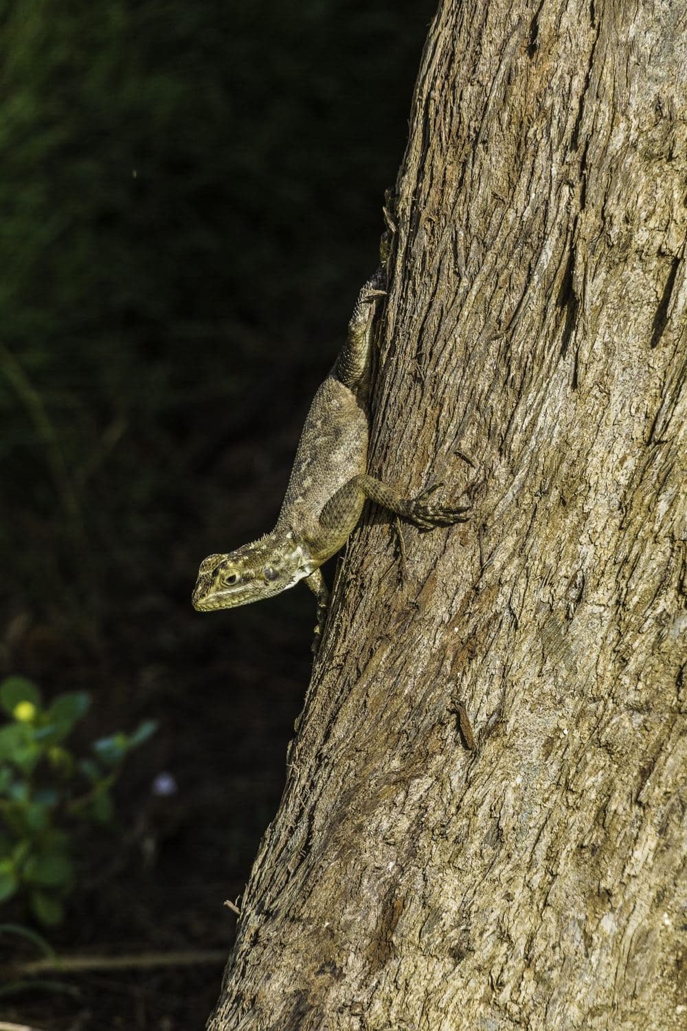 Un lézard agame agrippé au tronc d'un arbre